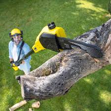 Best Tree Preservation Services  in University Heights, OH