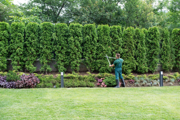 Lawn Maintenance Plans in University Heights, OH