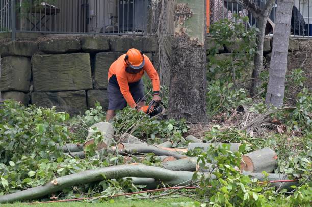 Reliable University Heights, OH Tree Services Solutions