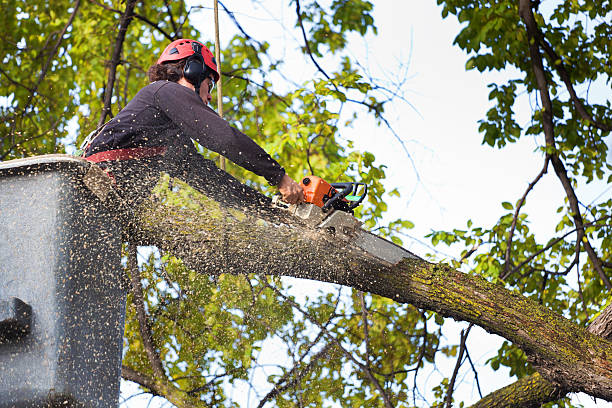 How Our Tree Care Process Works  in  University Heights, OH